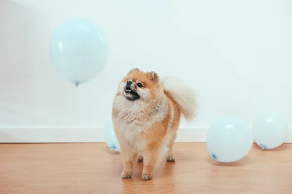Cachorros de Raça Pequena